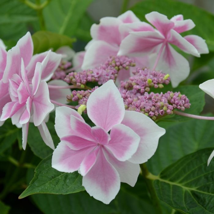 Hortensia macrophylla STAR GAZER ®