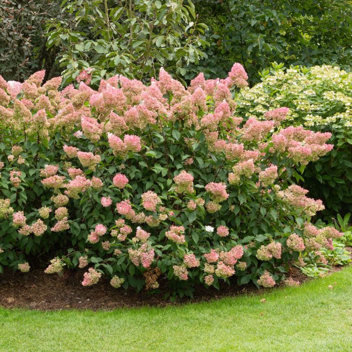 Hortensia Paniculata VANILLE FRAISE ® Renhy