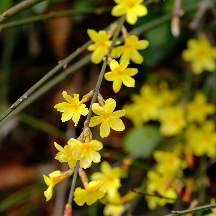 Jasmin d'hiver ou jasminum nudiflorum