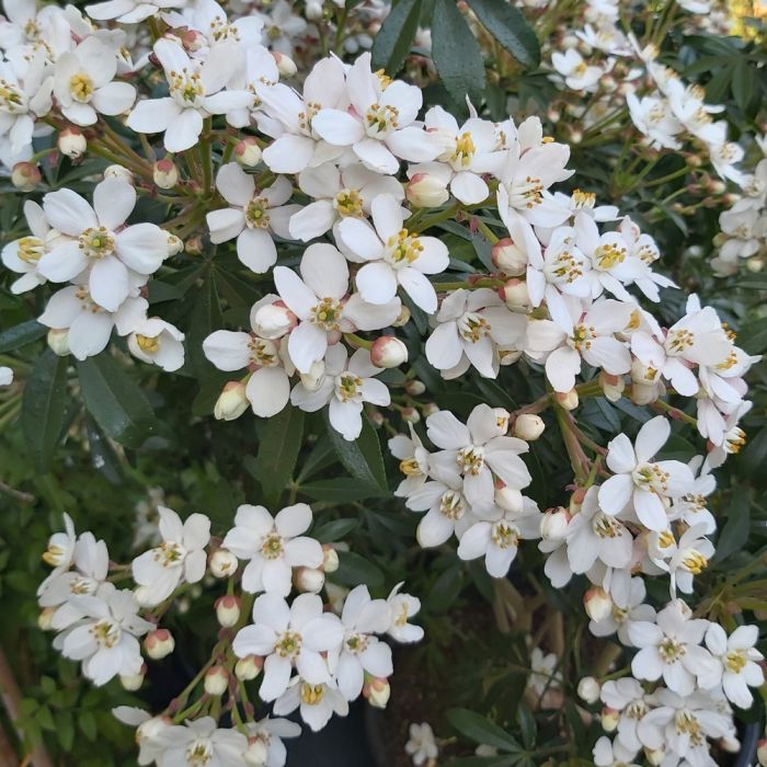 Oranger du Mexique résistant et florifère