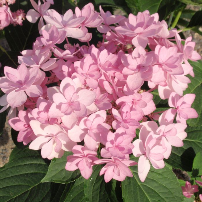 Hortensia rose pâle