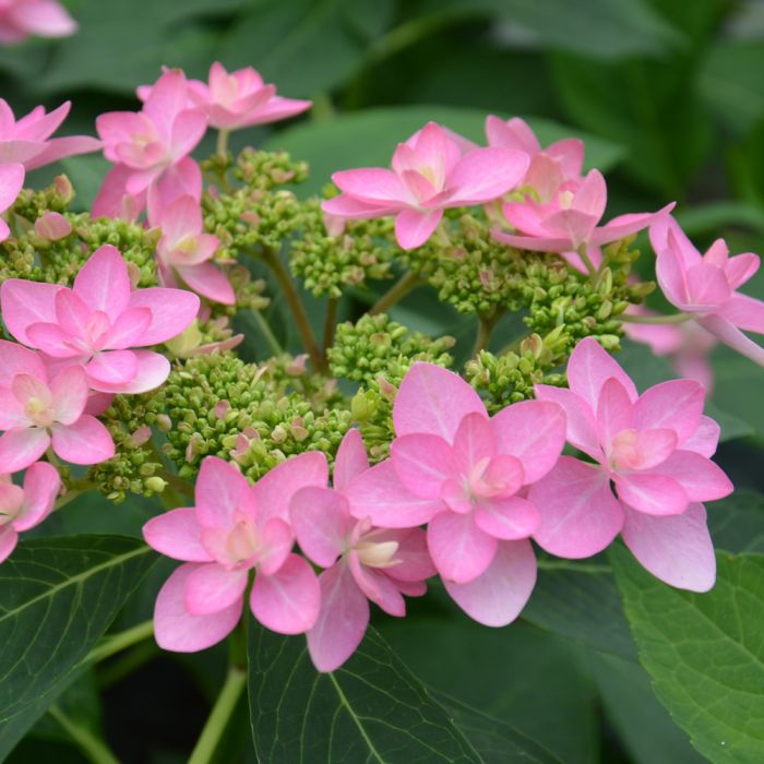 Hortensia macrophylla
