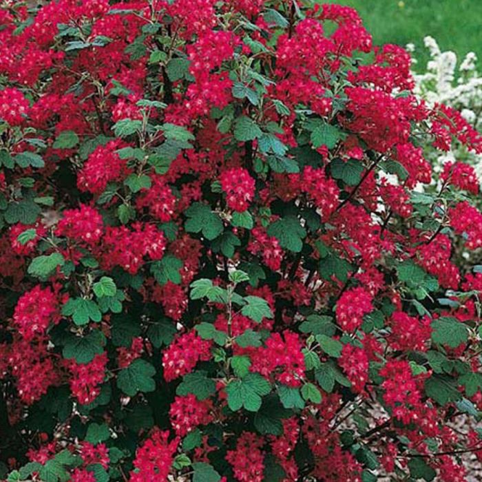 Groseillier à fleurs