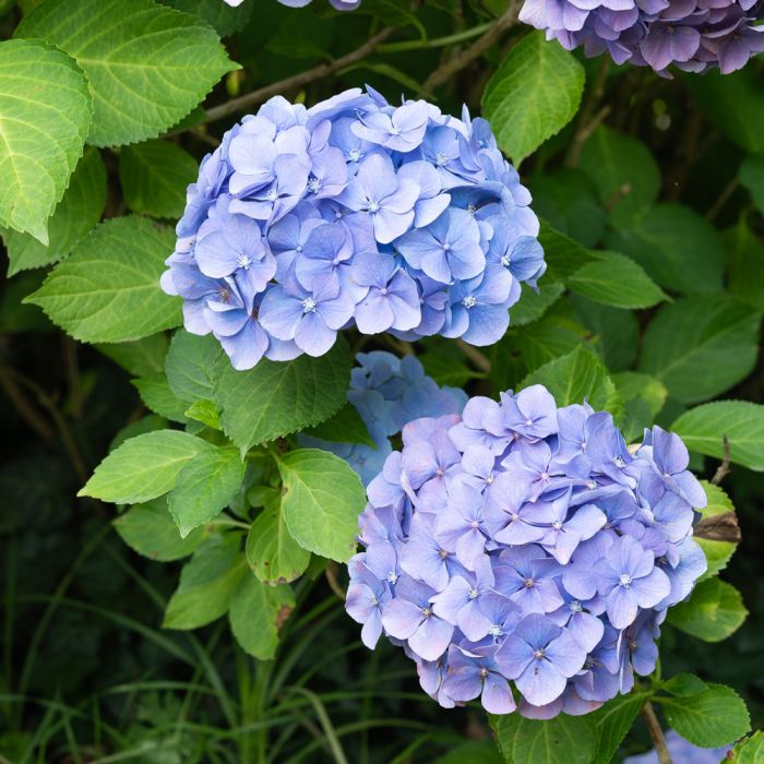 Hortensia Bodensee