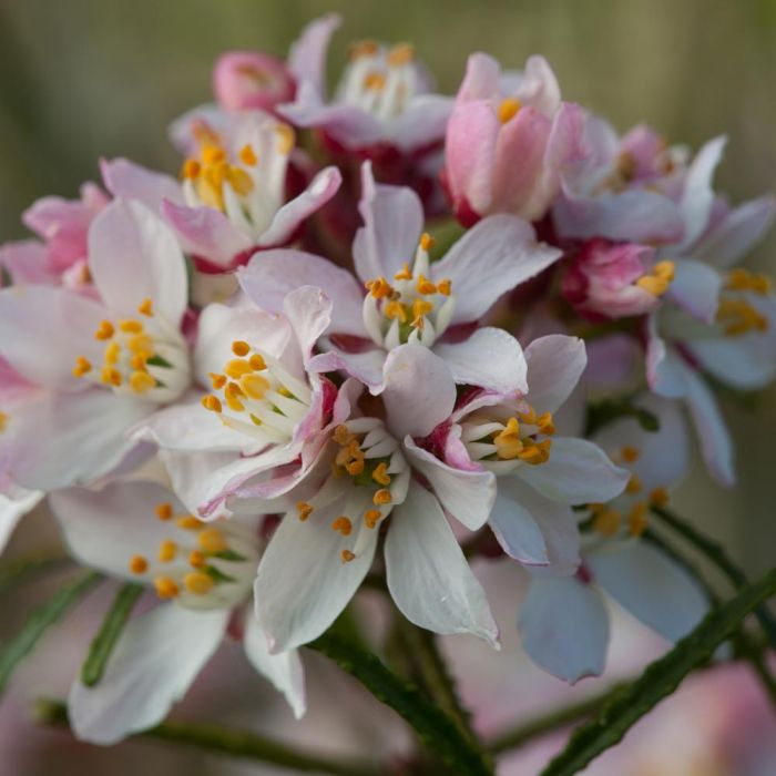 Choisya ternata Apple Blossom