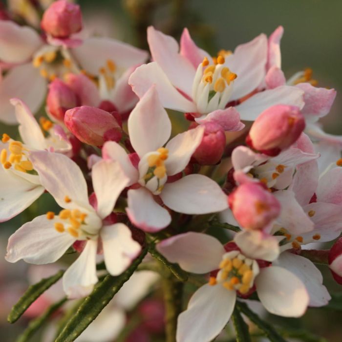 Choisya ternata Apple Blossom