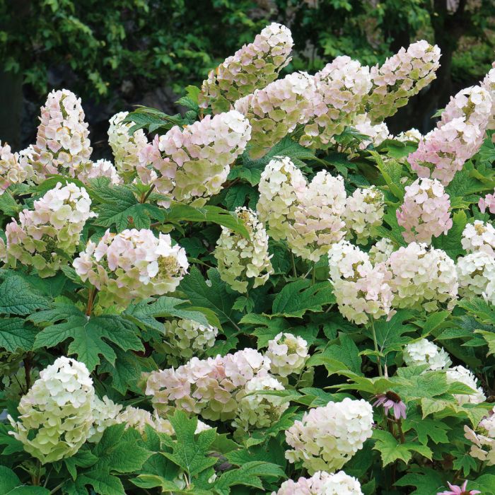 Hortensia Quercifolia