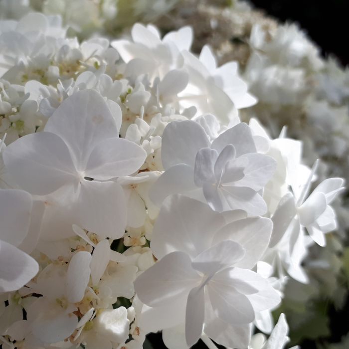 Hortensia aux fleurs blanches pures 