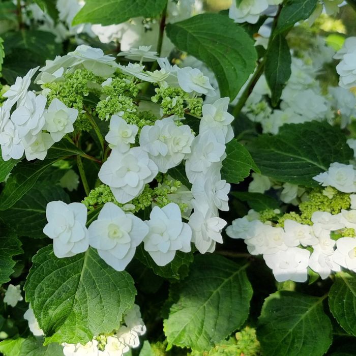 Hortensia semi boule à fleurons triples