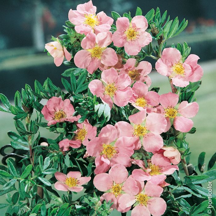 Potentille LOVELY PINK ® Pink Beauty