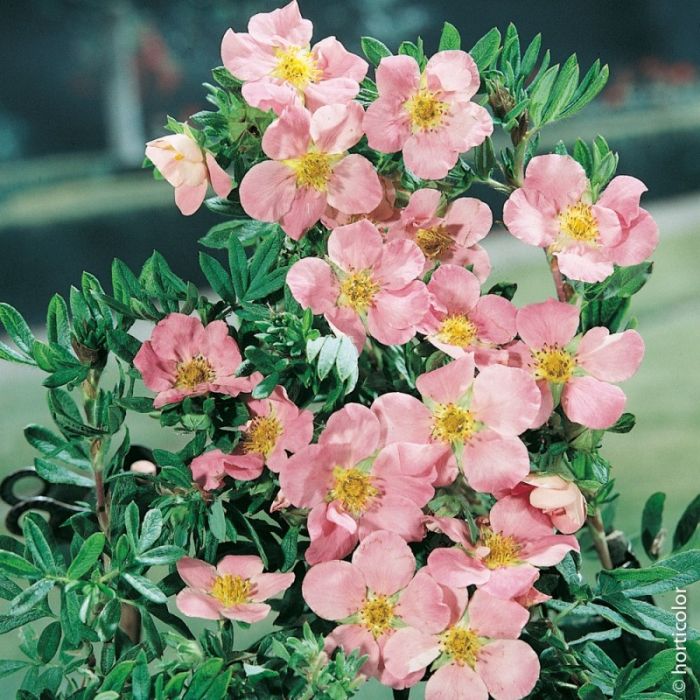 Potentille LOVELY PINK ® Pink Beauty