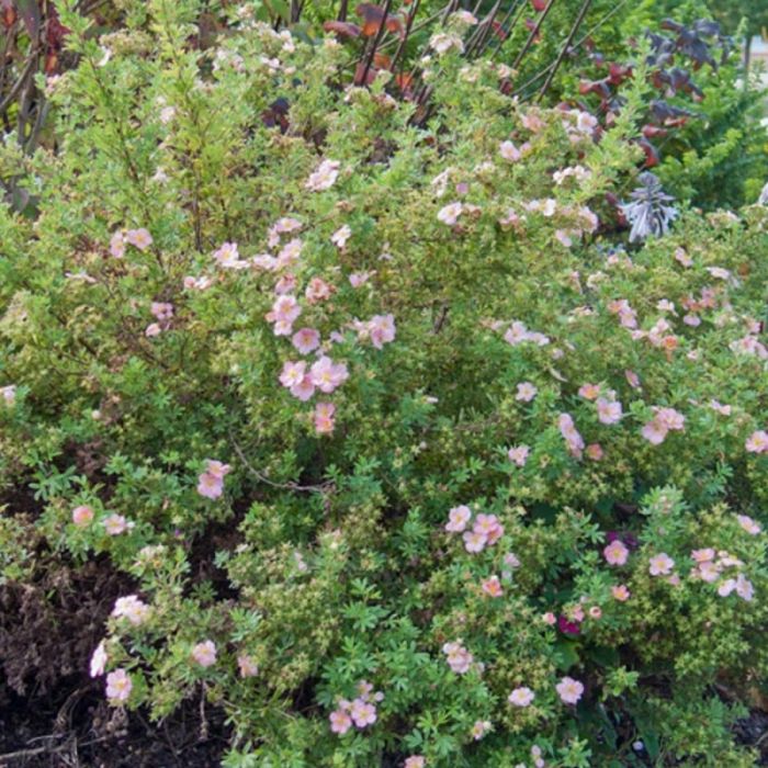 Potentille LOVELY PINK ® Pink Beauty