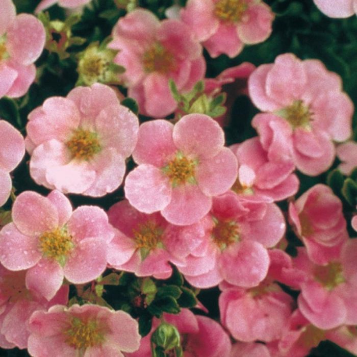 Potentille LOVELY PINK ® Pink Beauty
