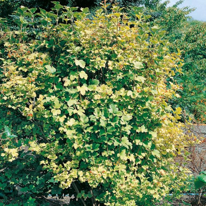 Viburnum Opulus