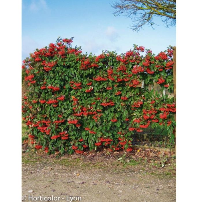 Cotoneaster Lactea