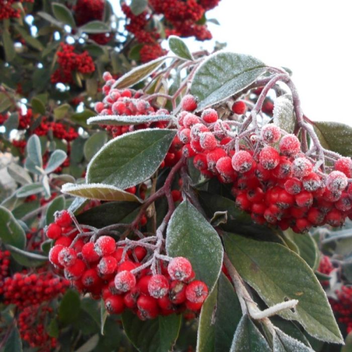 Cotoneaster Lactea