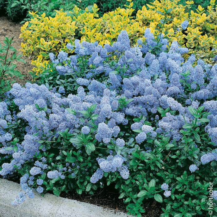 Céanothe Repens à la floraison bleu-clair