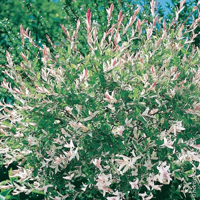 Saule Crevette