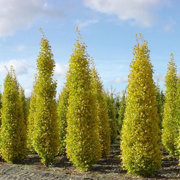 Ginko Biloba Blagon