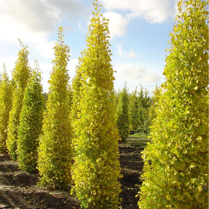 Ginko Biloba Blagon