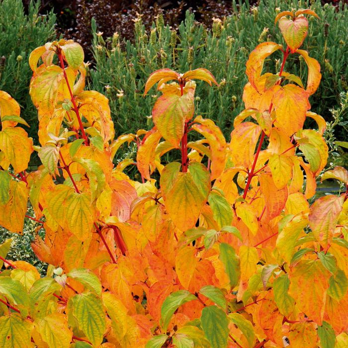 Cornus Sanguinea 