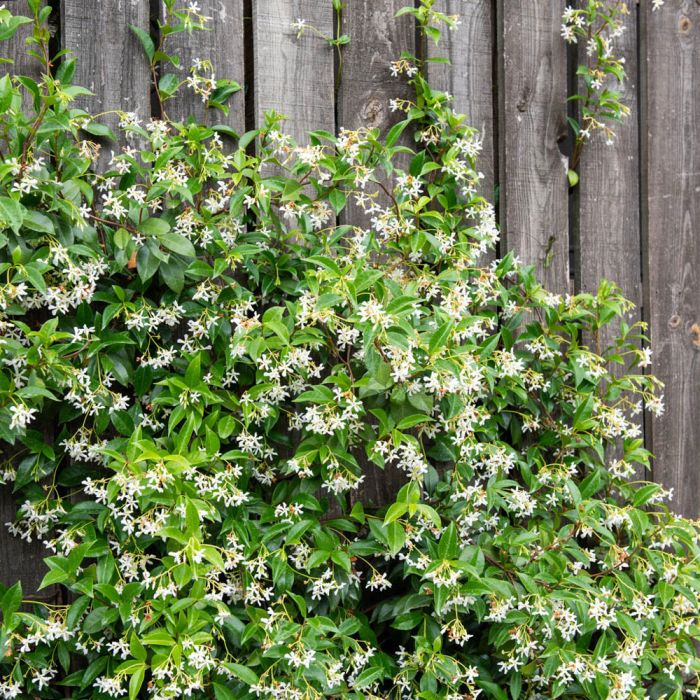 Jasmin Etoilé ou Trachelospermum Jasminoides