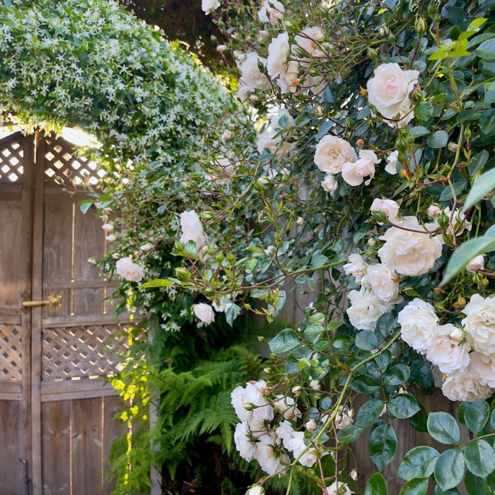 Jasmin étoilé ou Trachelospermum jasminoides