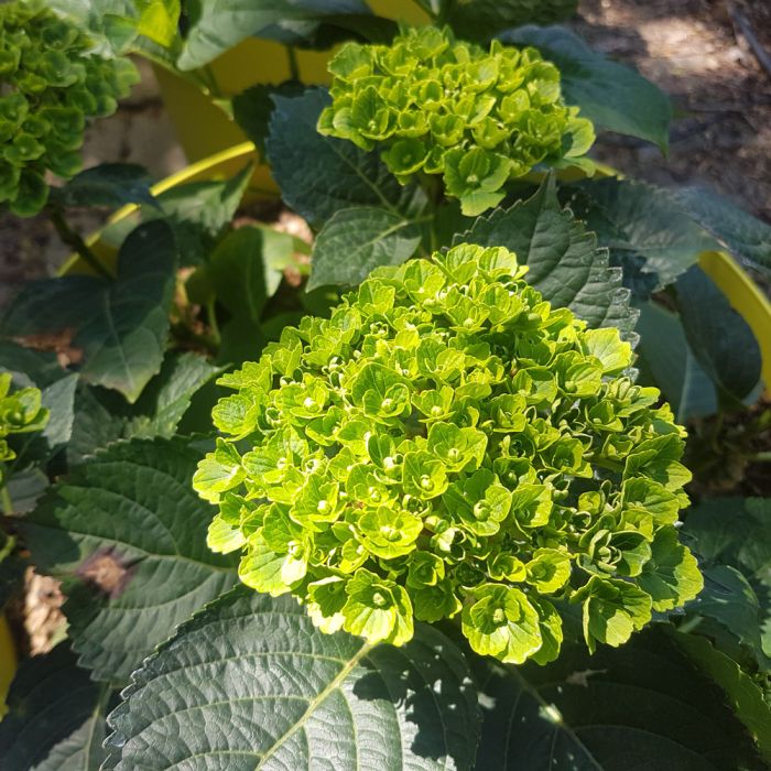 Hortensia ou Hydrangea macrophylla GREEN EVER BELLES ® Hortmagreclo