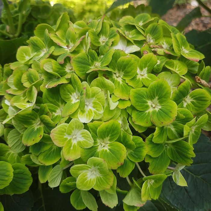 Hortensia ou Hydrangea macrophylla GREEN EVER BELLES ® Hortmagreclo