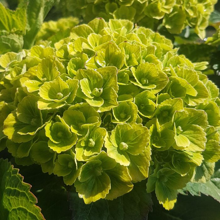 Hortensia ou Hydrangea macrophylla GREEN EVER BELLES ® Hortmagreclo