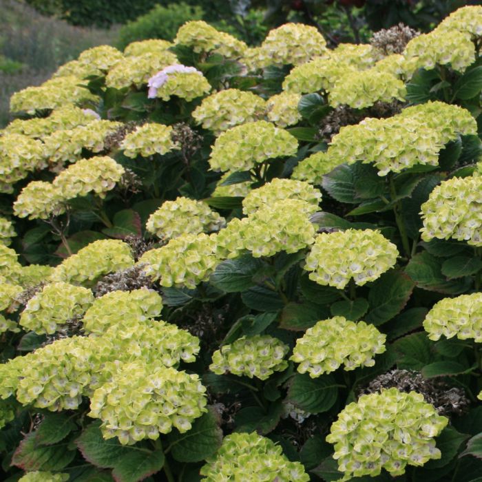 Hortensia ou Hydrangea macrophylla GREEN EVER BELLES ® Hortmagreclo