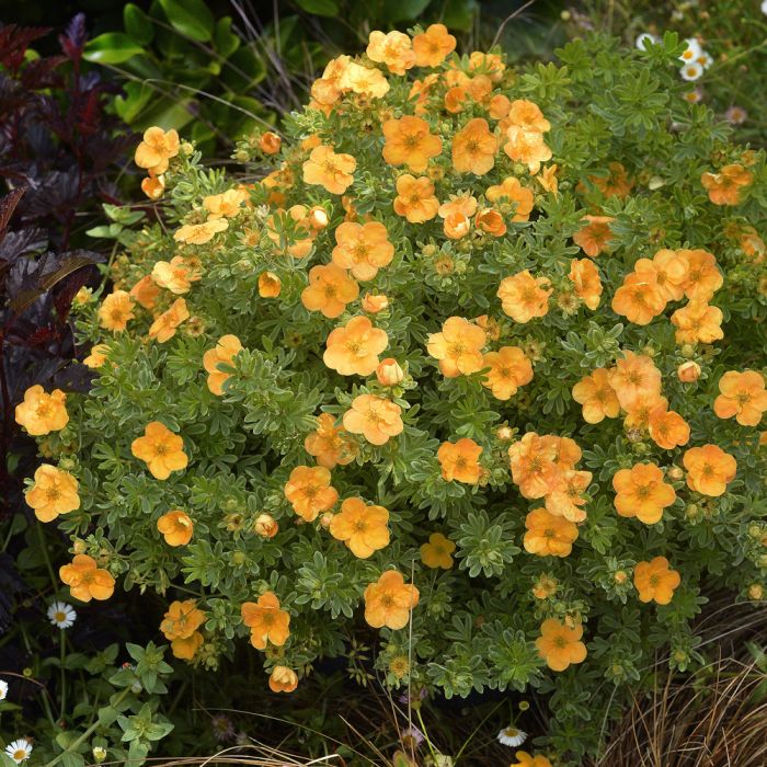 Potentille arbustive DOUBLE PUNCH ® Tango ‘Minora07’