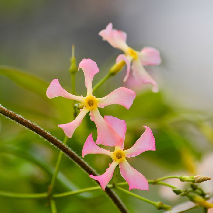 Jasmin étoilé ou Trachelospermum asiaticum PINK SHOWERS ®