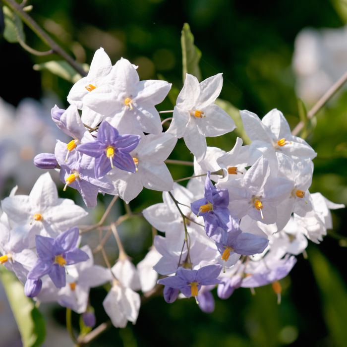 Solanum jasminoïdes, morelle faux-jasmin
