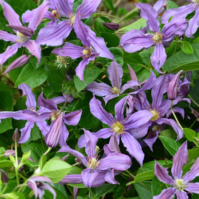 Clématite arbustive SAPHYRA ® Estrella