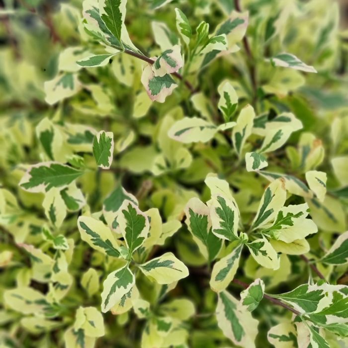Chèvrefeuille HARLEQUIN ® Sherlite
