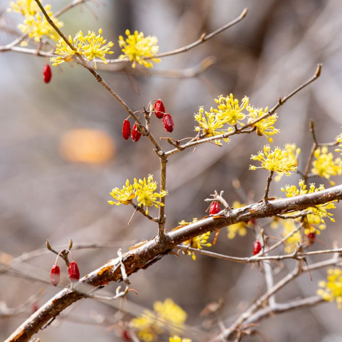 Cornouiller mâle ou cornus mas
