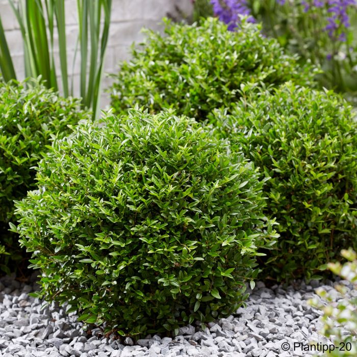 Chèvrefeuille arbustif GARDEN CLOUDS ® green breeze