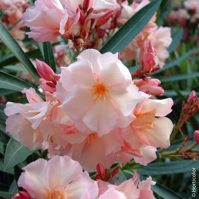 Laurier-rose ou Nerium oleander ‘Provence’ 