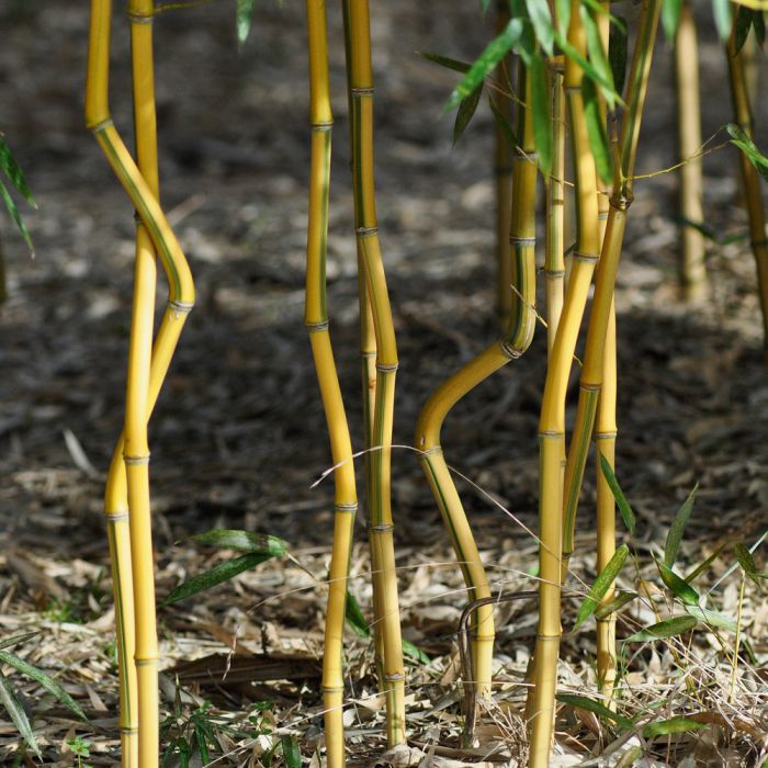 Bambou Phyllostachys aureosulcata Spectabilis