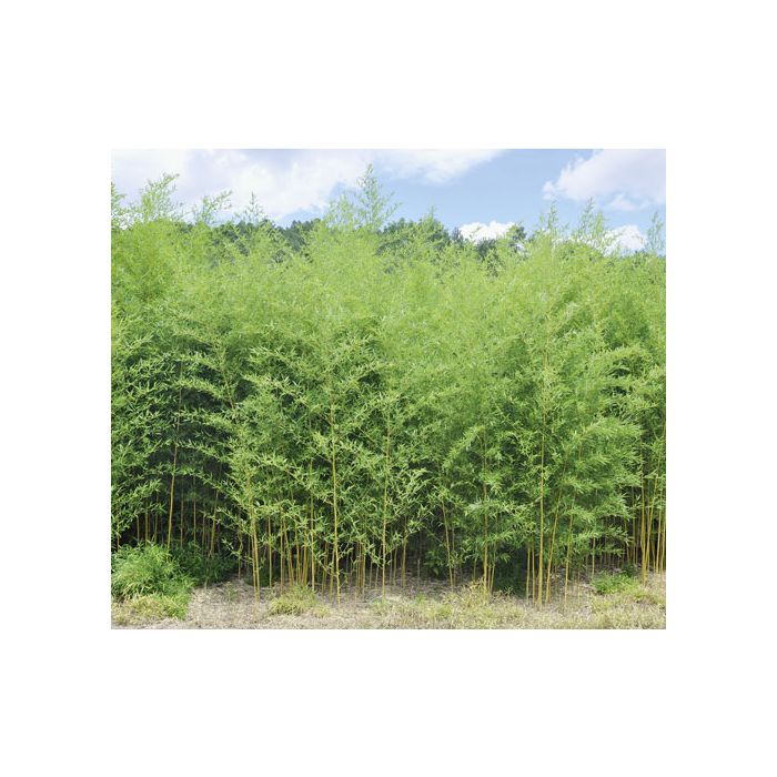 Bambou Phyllostachys Aureosulcata Spectabilis