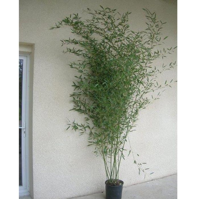 Bambou Phyllostachys bissetii