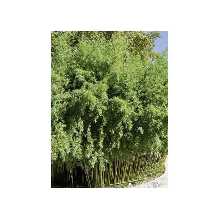 Bambou Phyllostachys Bissetii