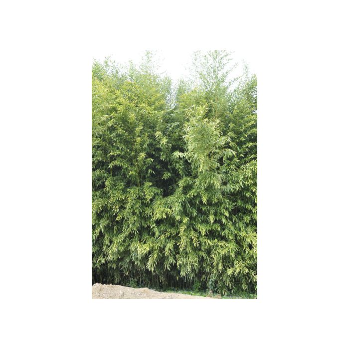 Bambou rustique