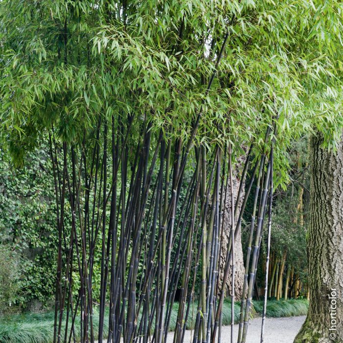 Bambou Phyllostachys nigra