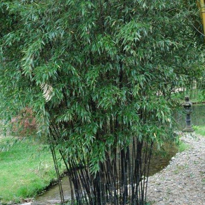 Bambou Phyllostachys nigra