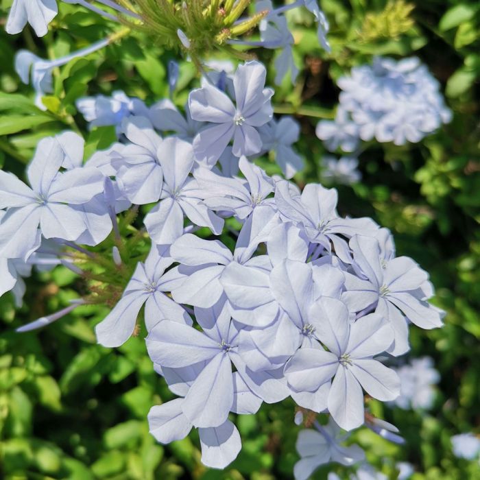Fleurs de plumbago du Cap
