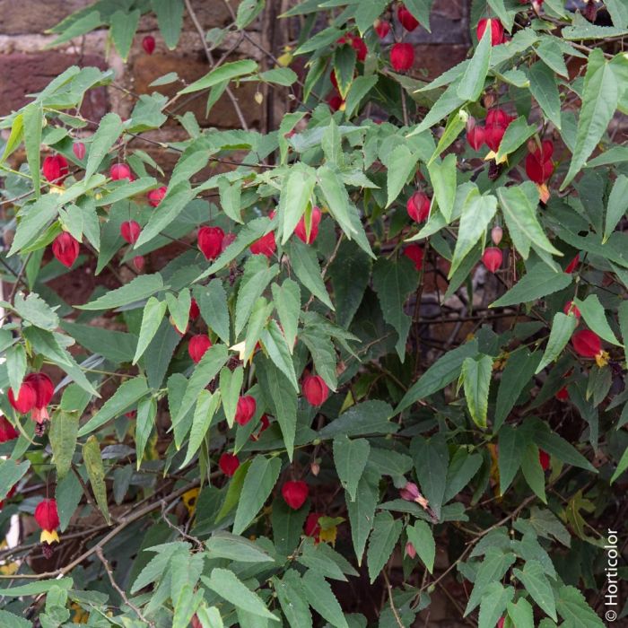 Abutilon megapotamicum ou Abutilon vivace grimpant