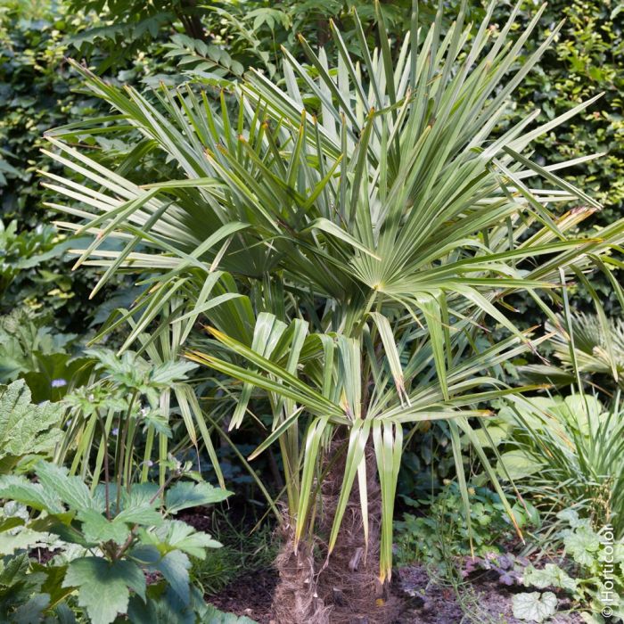 Palmier Chamaerops humilis ou palmier nain méditerranéen