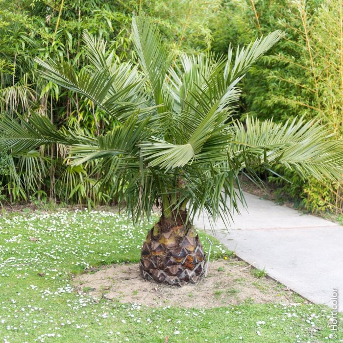 Palmier Jubaea chilensis ou Cocotier du Chili